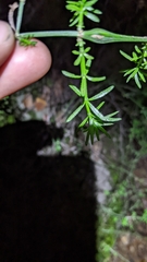 Galium angustifolium