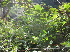 Tillandsia intermedia
