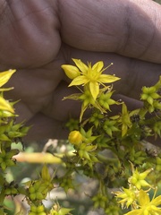 Sedum dendroideum