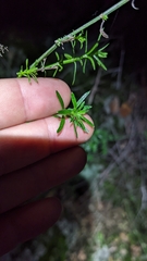 Galium angustifolium