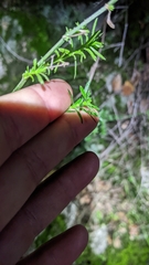 Galium angustifolium