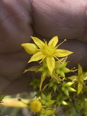 Sedum dendroideum