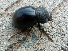Ocnodes