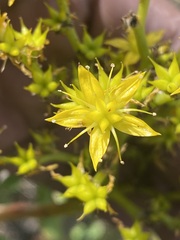 Sedum dendroideum