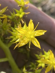 Sedum dendroideum