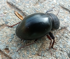 Ocnodes