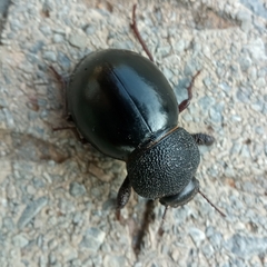 Ocnodes