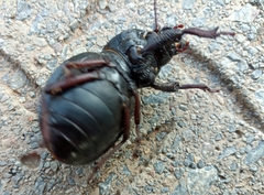 Ocnodes
