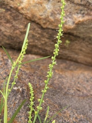 Lophiocarpus tenuissimus