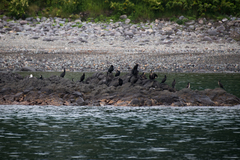 Phalacrocorax capillatus