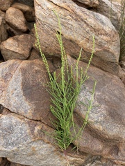 Lophiocarpus tenuissimus