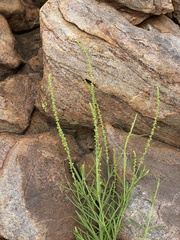 Lophiocarpus tenuissimus