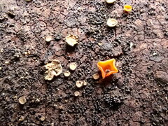 Leotiomycetes