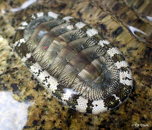 West Indian Green Chiton