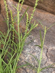 Lophiocarpus tenuissimus