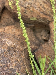 Lophiocarpus tenuissimus