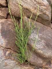 Lophiocarpus tenuissimus