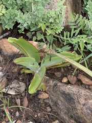 Kalanchoe paniculata
