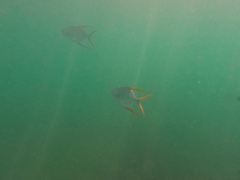 Trachinotus rhodopus