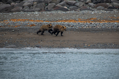 Ursus arctos lasiotus