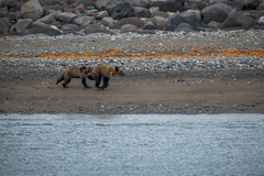 Ursus arctos lasiotus