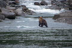 Ursus arctos lasiotus