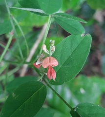 Indigofera spicata