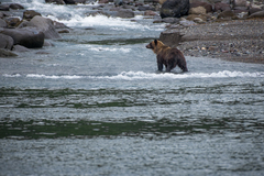 Ursus arctos lasiotus