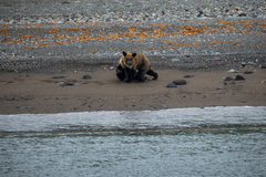 Ursus arctos lasiotus