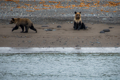 Ursus arctos lasiotus