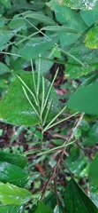 Indigofera spicata