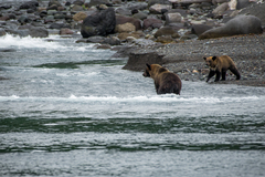 Ursus arctos lasiotus