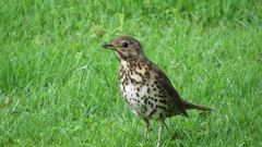 Turdus philomelos clarkei
