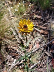 Xerochrysum viscosum