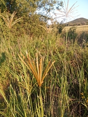 Chloris gayana