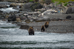 Ursus arctos lasiotus