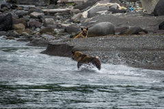 Ursus arctos lasiotus