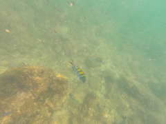 Abudefduf troschelii