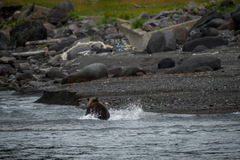 Ursus arctos lasiotus