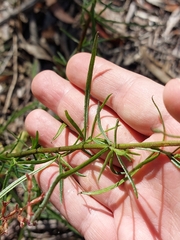 Xerochrysum viscosum