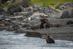 Ursus arctos lasiotus