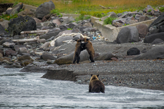 Ursus arctos lasiotus
