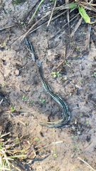 Thamnophis proximus orarius