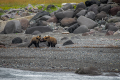 Ursus arctos lasiotus