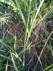 Chloris gayana