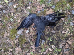 Corvus macrorhynchos