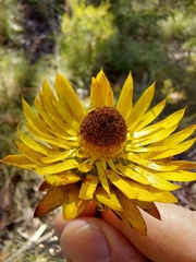 Xerochrysum viscosum