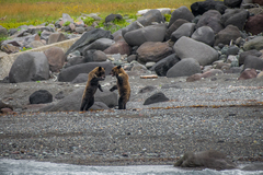 Ursus arctos lasiotus