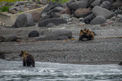 Ursus arctos lasiotus