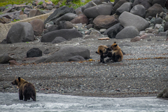 Ursus arctos lasiotus